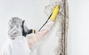 Dennis Port, MA Mold Removal Company